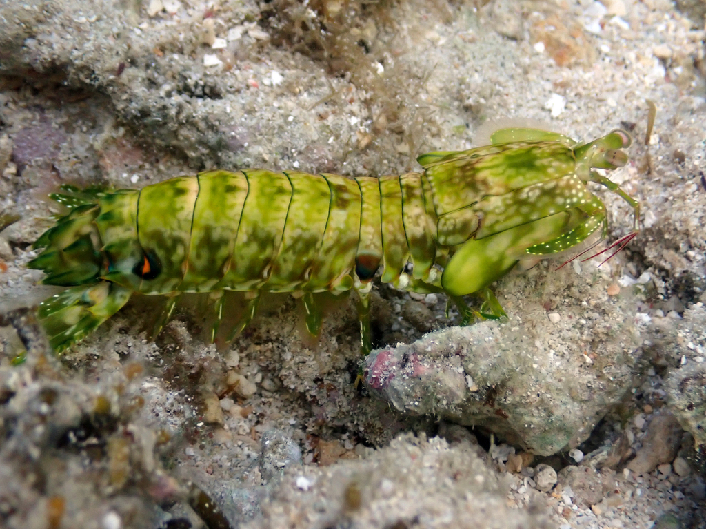 Green Marble Mantis Shrimp