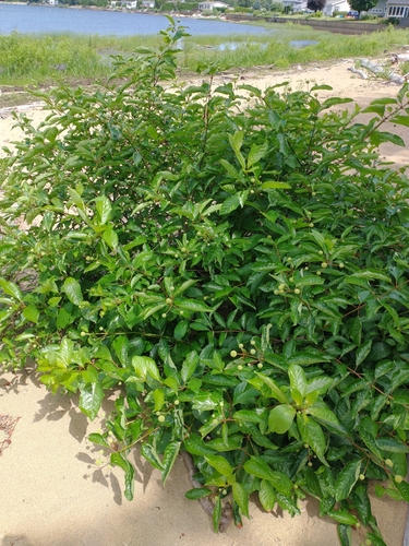 Cephalanthus occidentalis