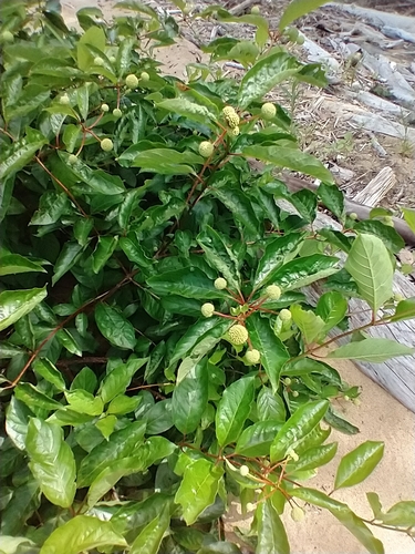Cephalanthus occidentalis