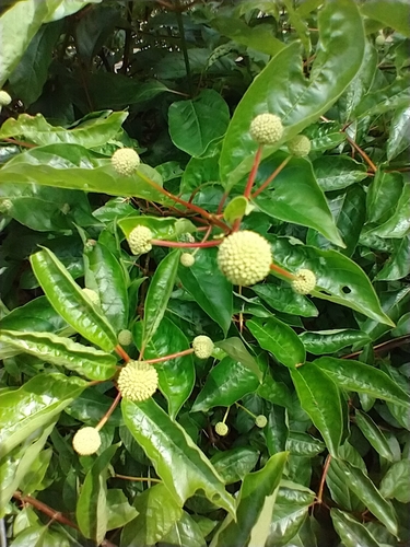 Cephalanthus occidentalis