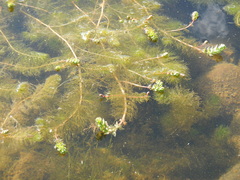 Myriophyllum quitense