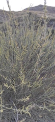 Salsola genistoides