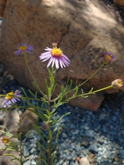 Erigeron klamathensis