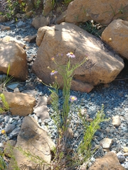 Erigeron klamathensis