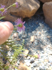 Erigeron klamathensis