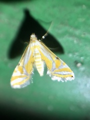 Eristena bifurcalis