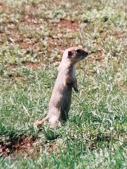 Spermophilus alashanicus