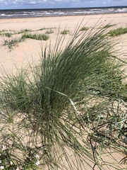Poaceae