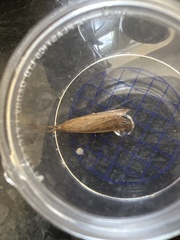 Schoenobius gigantella