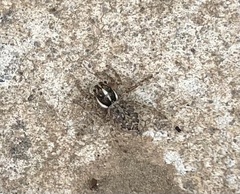 Menemerus semilimbatus