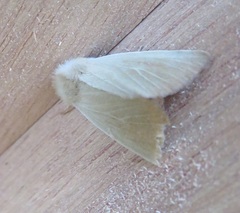 Arenostola phragmitidis