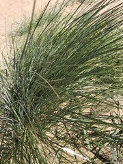 Poaceae