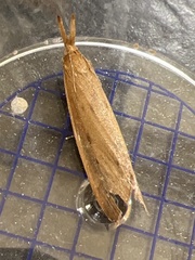 Schoenobius gigantella
