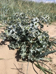 Eryngium maritimum