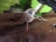 Antictenia punctunculus