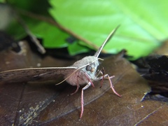 Antictenia punctunculus