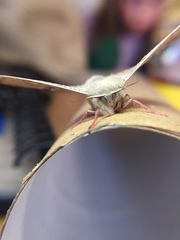 Antictenia punctunculus