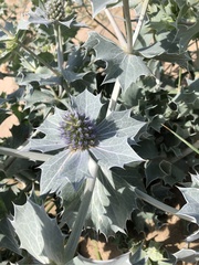 Eryngium maritimum