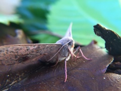 Antictenia punctunculus