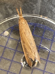Schoenobius gigantella