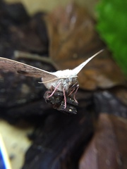 Antictenia punctunculus