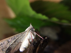 Antictenia punctunculus