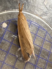 Schoenobius gigantella