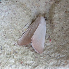 Arenostola phragmitidis