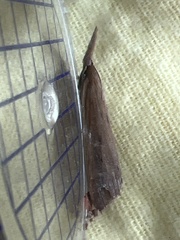 Schoenobius gigantella