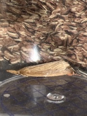 Schoenobius gigantella