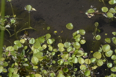 Halerpestes sarmentosa