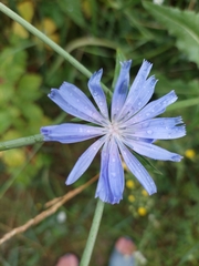 Cichorium intybus