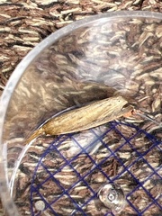Schoenobius gigantella