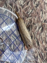 Schoenobius gigantella
