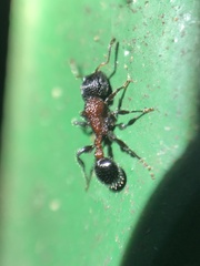 Dilobocondyla fouqueti