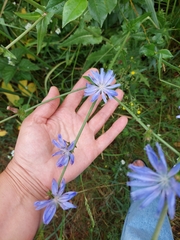 Cichorium intybus