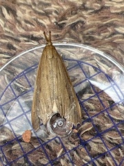 Schoenobius gigantella