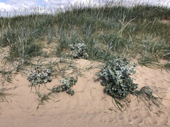Eryngium maritimum