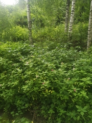 Impatiens glandulifera