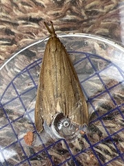 Schoenobius gigantella