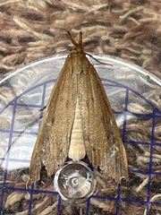 Schoenobius gigantella