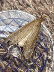 Schoenobius gigantella