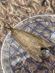 Schoenobius gigantella