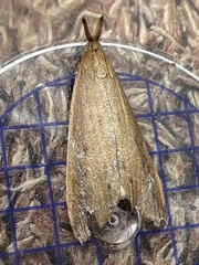 Schoenobius gigantella