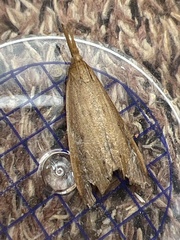 Schoenobius gigantella
