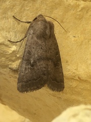 Hoplodrina blanda