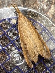 Schoenobius gigantella