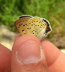 Lycaena tityrus subalpina