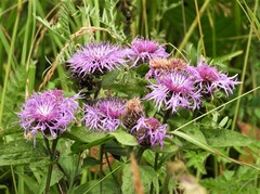 Centaurea phrygia carpatica