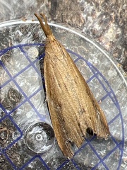 Schoenobius gigantella